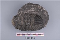 藏品(大型三葉蟲化石)的圖片